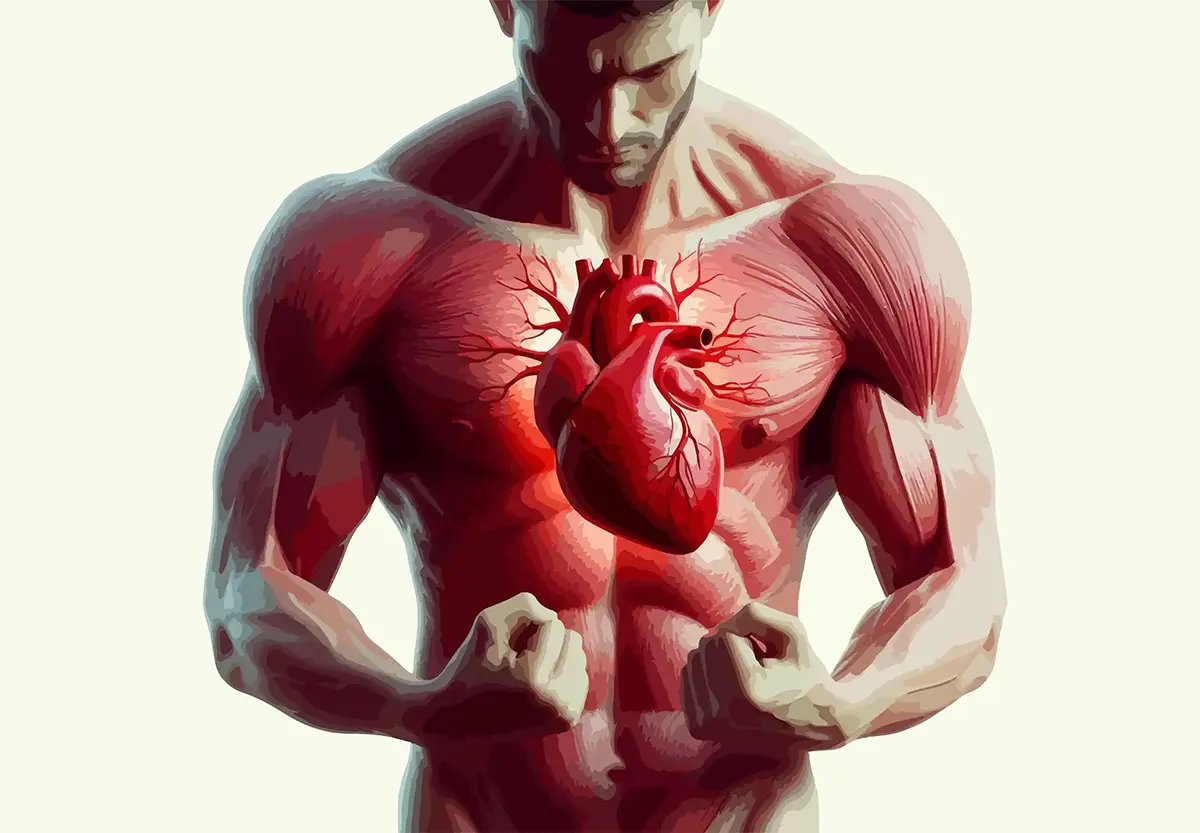 تاثیر مکمل های بدنسازی بر قلب